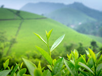 From Assam To Your Cup: What Defines Best Tea In India