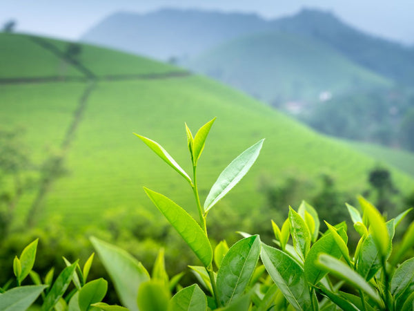 From Assam To Your Cup: What Defines Best Tea In India