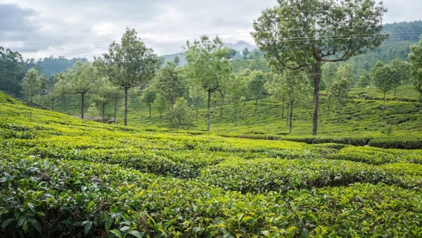 Assam Tea Company: Inside India's Upper Assam Tea Story