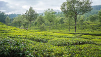 Temi Tea Garden, Sikkim: The Northeast's Best-Kept Tea Secret