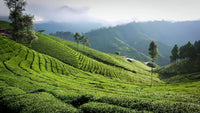 Inside Darjeeling Tea Gardens: How Every Cup Begins In The Hills