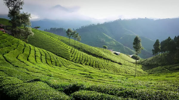 Inside Darjeeling Tea Gardens: How Every Cup Begins In The Hills