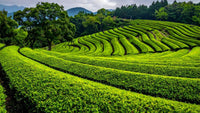 Tea County Munnar: Plantations, Stays And The Best Season To Visit