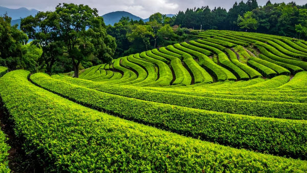 Tea County Munnar: Plantations, Stays And The Best Season To Visit