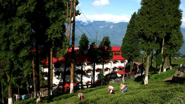 Happy Valley Tea Estate, Darjeeling: A Visitor's Guide