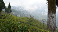 Tea Estates In Ooty: Where To Go And What To See