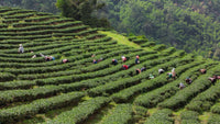 Munnar Tea Plantations: A Simple Guide For First-Time Visitors