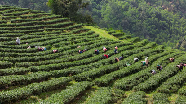 Munnar Tea Plantations: A Simple Guide For First-Time Visitors