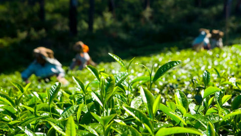 From Leaf To Cup: Understanding The Tea Processing Journey