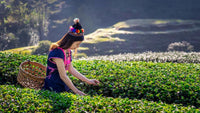 What Makes A Good Tea Crop? Understanding The Leaves Behind Your Daily Cup